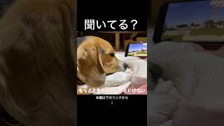 お勉強よりもフミフミが大事　#ビーグル #犬のいる暮らし #可愛い #犬