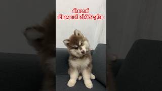 ถ้าหมาได้ยินเสียงนี้จะเอียงหัว อัลมอนด์  #ไซบีเรียนฮัสกี้ #siberianhusky #ไซบีลิง #reels #shorts