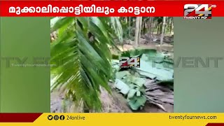 മലപ്പുറം മുക്കാലിപ്പൊട്ടിയിൽ കാട്ടാന ഇറങ്ങി കൃഷിയിടങ്ങൾ നശിപ്പിച്ചു