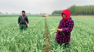 天气寒冷刮大风，蒜农抢着抽蒜薹，为了能一斤多卖2毛钱