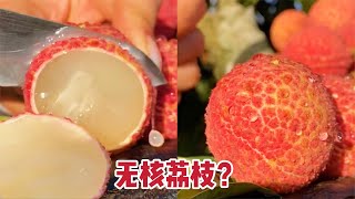 天价网红无核荔枝？水也太多了