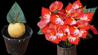 Grow a STUNNING Anthurium Flower Garden DIFFERENTLY!