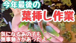 [多肉植物]まだまだいける秋の葉挿し！でも今年はこれで打ち止めかな？