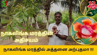 நாகலிங்க மரத்தின் அதிசயம்