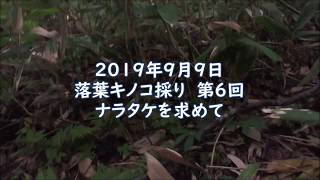 【キノコ採り】北海道の落葉キノコ採り7 ナラタケ採取