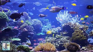Breathtaking Coral Reef Aquarium • The Best Relax Music • 2 Hours • Sleep Music • 1080p HD