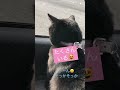 必見！あくび🥱しながら話す猫！超かわいいよ！ しゃべる猫 天才猫