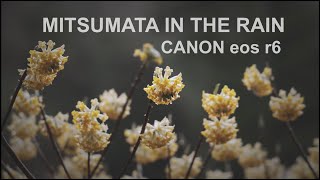 【ブラリ旅】雨の中のミツマタを…CANON eos r6で撮影。20210316花尾山へ登山予定でしたが天候不良のため登山口に群生するミツマタの撮影を楽しみました♪【山口県】【花尾山】【がんさんぽ】