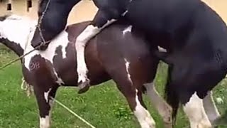 Horses meeting amazing