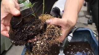 成功したオリーブの挿し木(太木挿しの発根）の鉢上げ①