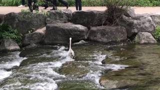 청계천에  나타난 새(cheonggyecheon bird)