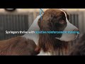 english show springer spaniel pros and cons the good and the bad