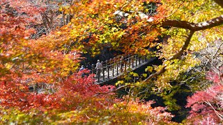 ささやかな欲望　山口 百恵　　茨城県 高萩市 花貫渓谷と…