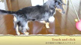 How to Make and Use Special Clik Stik(R) for Blind Dog