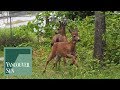 Stay safe around wildlife | Vancouver Sun