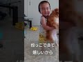 どうしてもポメラニアンを抱っこしたい一歳児子供