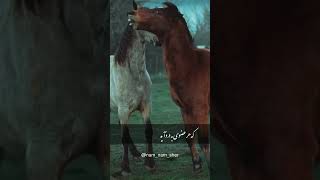 شعر زیبا از رنجی : دل بیدار من، بر مردم خوابیده می‌گرید