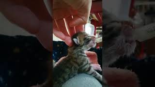 生後2～3日目の子猫の赤ちゃんがミルクを飲む