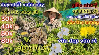 🌲18/2☎️vườn mai chị Dung☎️mai ghép giá rẻ🌲đơn 30k cũng gửi🌲250k bao ship🌲vườn mới quá rẻ