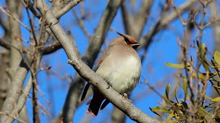 ヒレンジャクと偶然のキレンジャク（秋ヶ瀬公園）