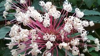 Клеродендрум Clerodendrum quadriloculare