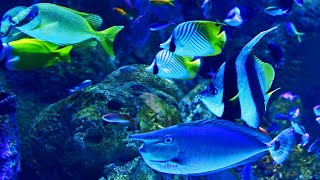 Stunning Aquarium & The Best Relaxing Music - SLEEP MUSIC - HD aquarium relaxing music
