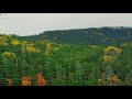 苔の森と白駒池の紅葉 moss forest and autumn leaves at lake shirakoma 8k