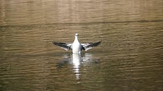 じゅん菜池緑地のミコアイサ（雄）その５（羽繕い）（4K動画）