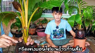 #CoconutBinsai:กรีดแต่งบอนไซมะพร้าวก้านส้ม