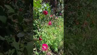 #short video #desigulab# Desi rose flower #awesome #देसी गुलाब का फूल #happy