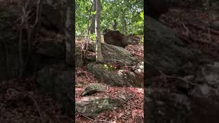 Brian Ghilliotti: Old Lyme, CT: Old Lyme Boulder Fields: One Last Precipice Stone