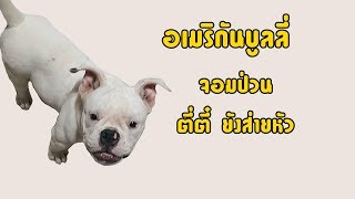 อเมริกันบูลลี่ กะทิจอมป่วน ขนาดตี่ตี๋ยังส่วยหัวเลย  [AmericanBully]