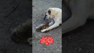 gerçek orjinal kangal köpeği #köpek #leopar #animals #kurt #kangal #belgesel