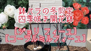 2024新年1発目！秋の6号開花鉢バラの冬剪定[ジョリフィーユ][コーラルミルフィーユ]