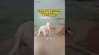 世界上最兇猛的10大犬類，敢於挑戰獅子與黑熊，藏獒只能排第2#十方世界  #世界 #奇聞 #冷知識#國家#世界排名#top