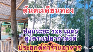 ต้นตะเคียนทอง กลางร้านอาหาร ต้นสูง ตรงเปลา ระยะกำลังพอด