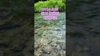 【鮎釣り】2024.6.15 秋川 漁協前 川の状況#shorts