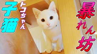 子猫達が遊び疲れて電池切れしちゃいました…笑[兄弟子猫]