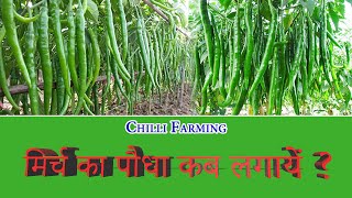 Chili growing season, Which month is best to grow chilies?. Mirch ki kheti kab karen