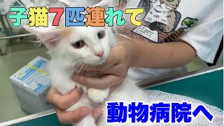 わらわらと子猫7匹連れて動物病院へ【Kittens veterinary clinic】