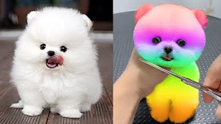 Funny and Cute Pomeranian Videos #4 | Cutest Puppies