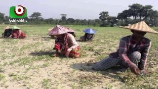 গোপালগঞ্জে চলতি মৌসুমে বাদামের ব্যাপক আবাদ হয়েছে | Gopalganj Nut | Today TV News | Arif | 24Apr19