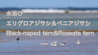 【水浴び】エリグロアジサシ＆ベニアジサシ Black-naped tern\u0026Roseate tern