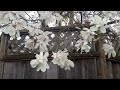 star magnolia magnolia stellata