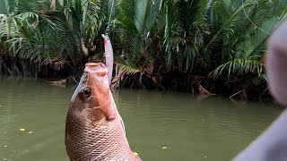 spot casting MJ (mangrove jack) anak sungai mahakam