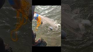 പാറമടയിലെ വല വീശൽ ചാകര | castnet fishing | fishing | D4DINKAN #fishing #fish #castnet #shorts #short