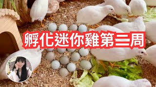 【護髮帽孵小雞】蘆丁雞孵化第二周｜第10天照蛋及踩水測試｜療癒系列影片｜寵妃嘉嘉