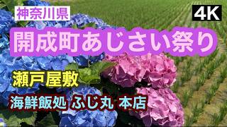 開成町あじさい祭り🌸瀬戸屋敷がすごかった！　🍴ランチは豪華🐟船盛で！