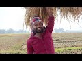 ଧାନ ବିଲ vlog👀 ଶେଷରେ କଣ ହେଲା ଦେଖନ୍ତୁ😄 crops cropfarming field muaditya vlog youtube paddy grain