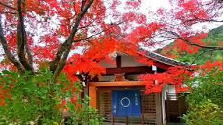 京都紅葉🍁🍁 Autumn leaves  in Kyoto